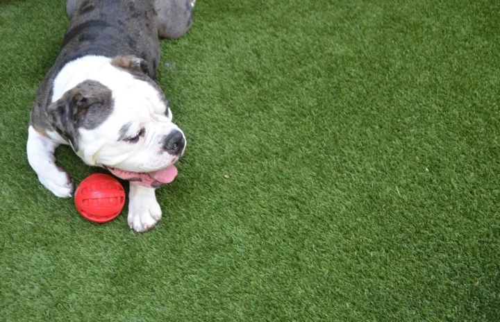 Turf Tek USA Pet & Play Turf - Image 3
